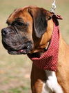 Scooby the Boxer