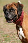 Scooby the Boxer