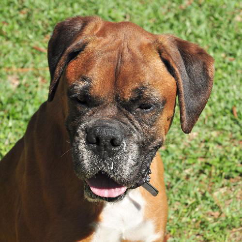 Scooby the Boxer