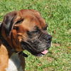Scooby the Boxer