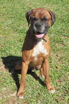 Scooby the Boxer