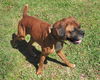 Scooby the Boxer