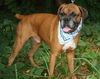 Scooby the Boxer