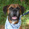 Scooby the Boxer