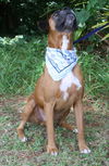 Scooby the Boxer