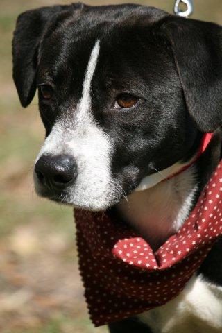 Bailey the American Bulldog Puppy