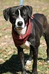 Bailey the American Bulldog Puppy