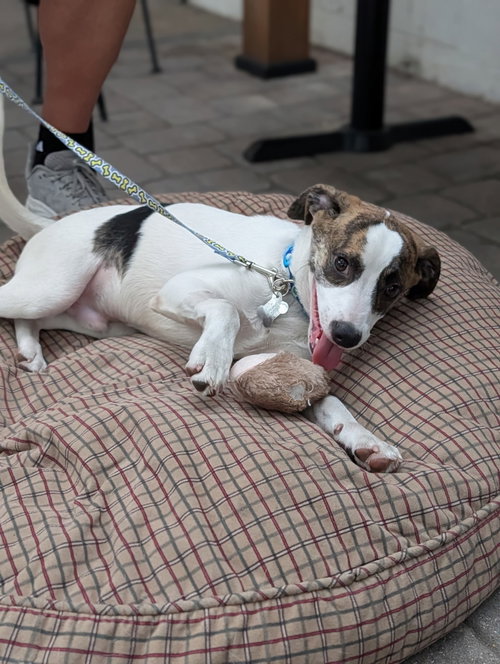 Preston FH, an adoptable Rat Terrier in Sanford, FL