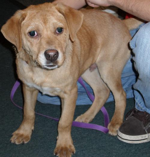 Plato the Lab Puppy