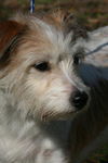 Eleanor the Jack Russell