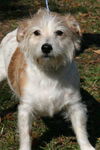 Eleanor the Jack Russell
