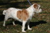 Eleanor the Jack Russell