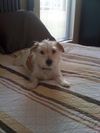 Eleanor the Jack Russell