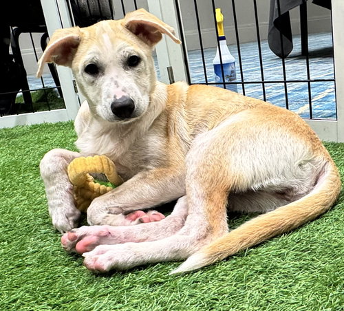 Yoko, an adoptable Spitz in Sanford, FL
