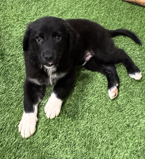 Areg FH, an adoptable Spitz in Sanford, FL