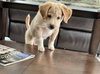Tucker