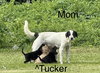 Tucker