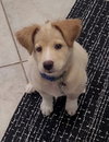 Tucker