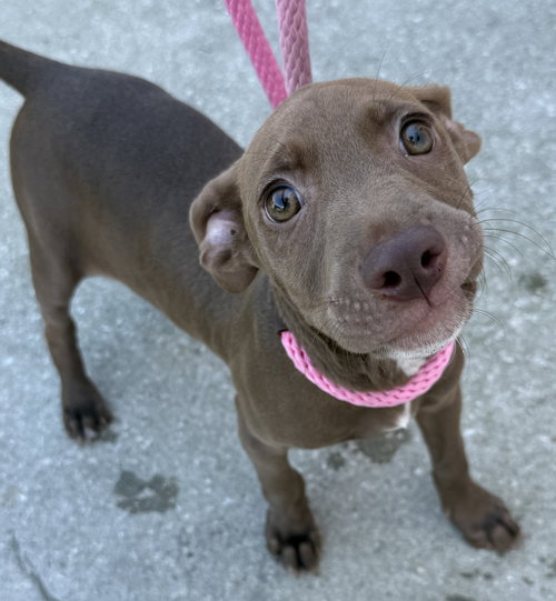 Fairbanks, an adoptable Labrador Retriever in Sanford, FL
