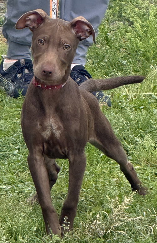 Fairmont, an adoptable Labrador Retriever in Sanford, FL