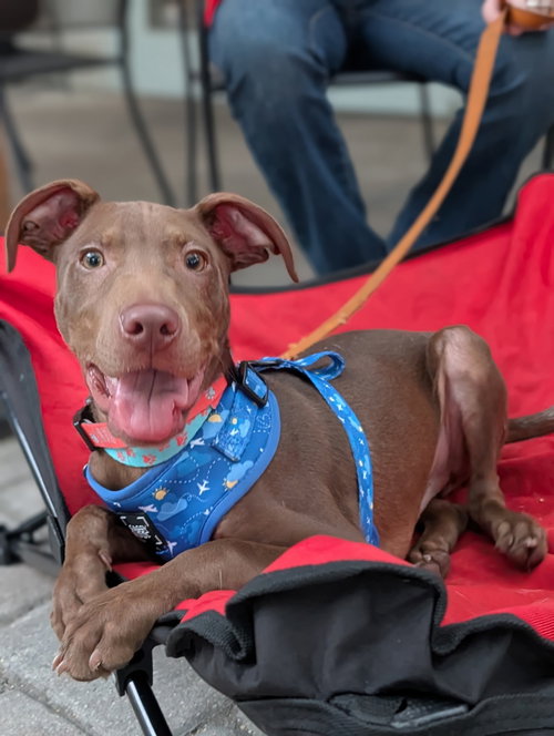 Fairmont, an adoptable Labrador Retriever in Sanford, FL