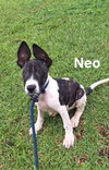Neo FH