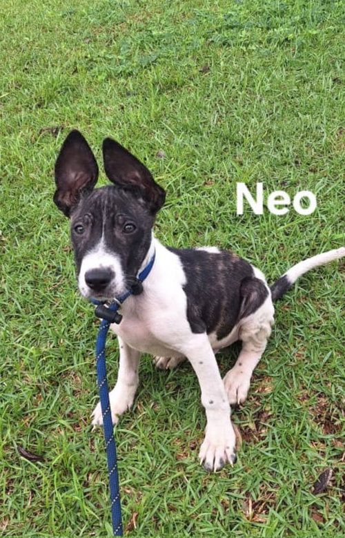 Neo FH