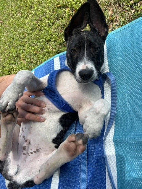 Neo, an adoptable Labrador Retriever in Sanford, FL