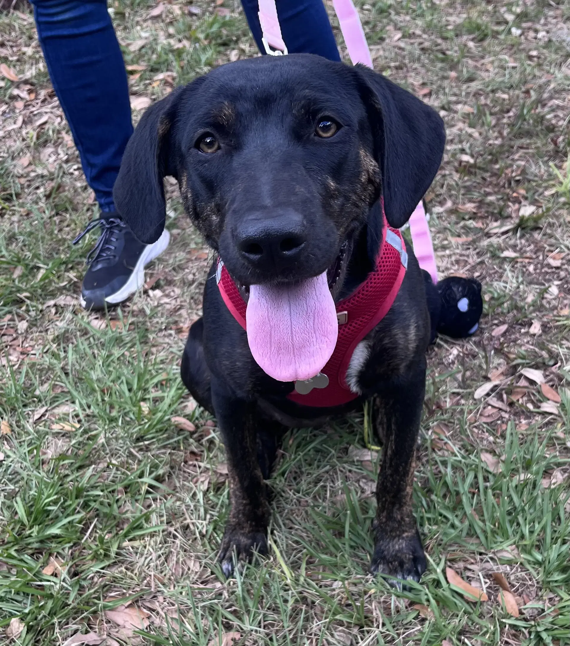 Saoirse - Hound