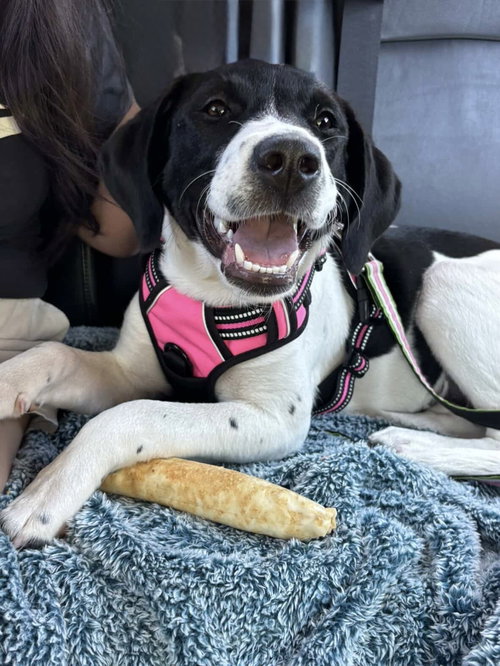 Aoife, an adoptable Hound in Sanford, FL