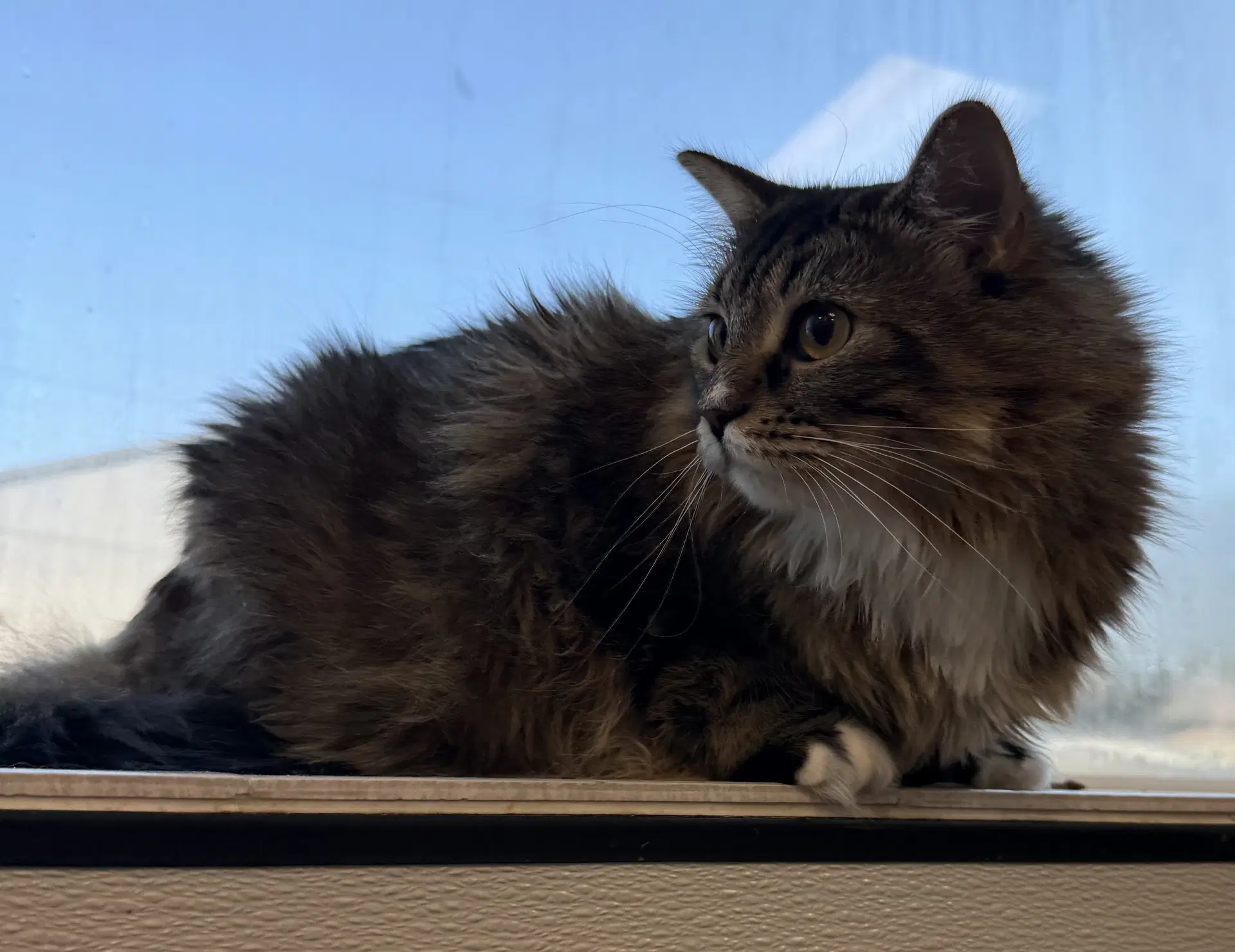 Coraline - Domestic Medium Hair