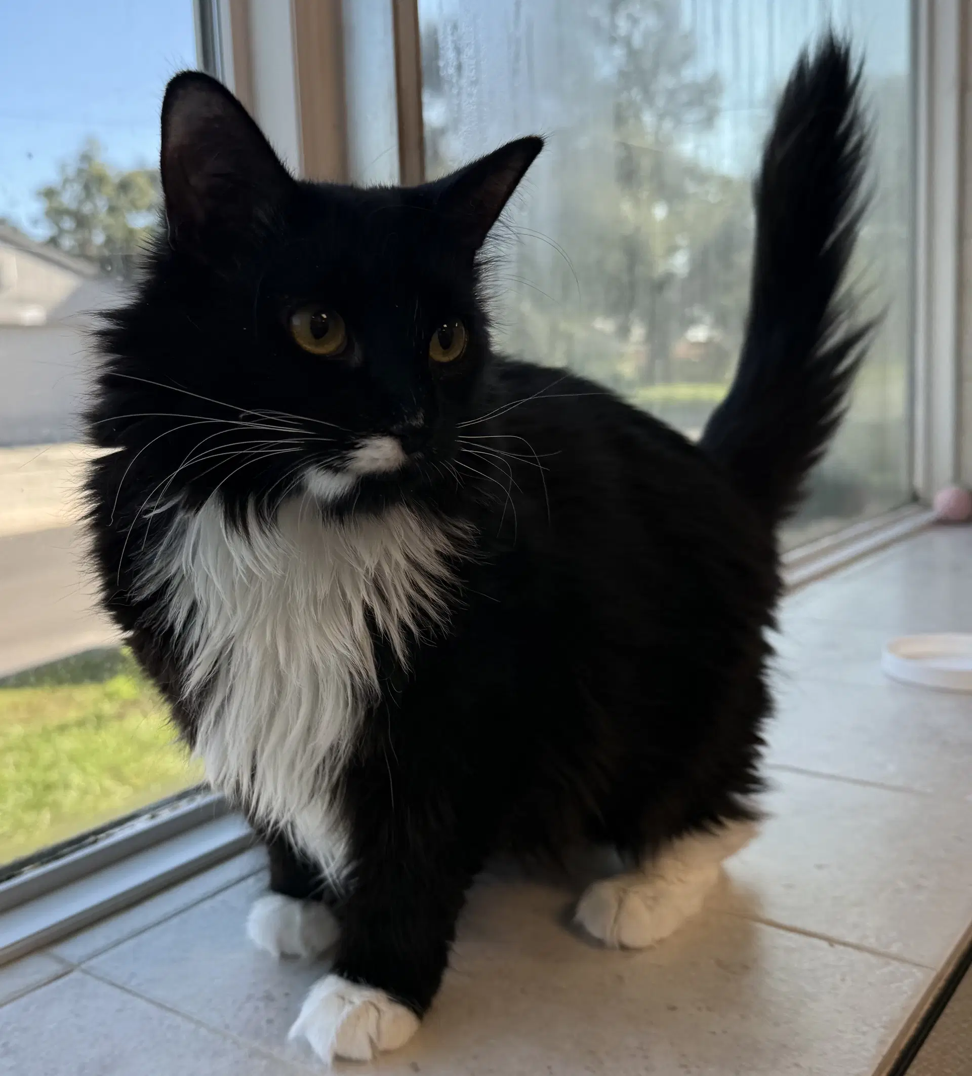 Wednesday - Domestic Medium Hair
