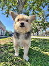 Coby