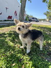 Coby