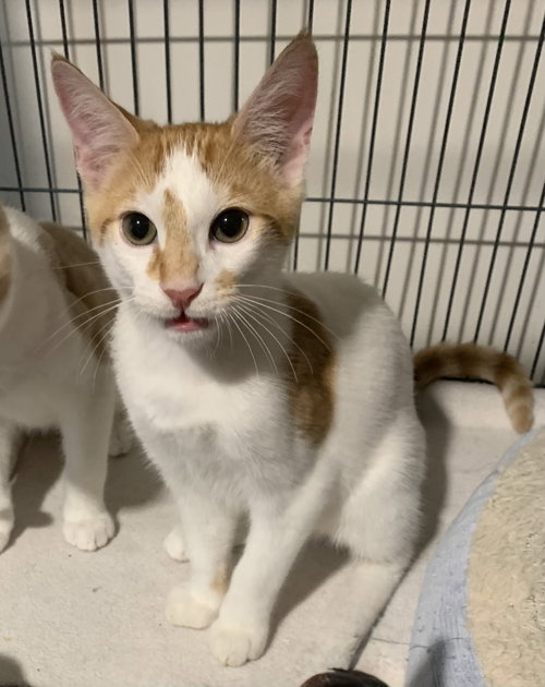 Wakko, Baby Domestic Short Hair, cat for adoption in Port Orange, Florida