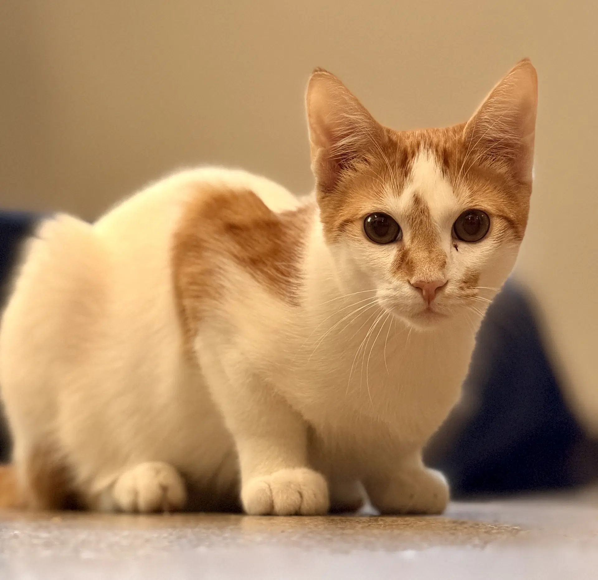 Wakko image 4