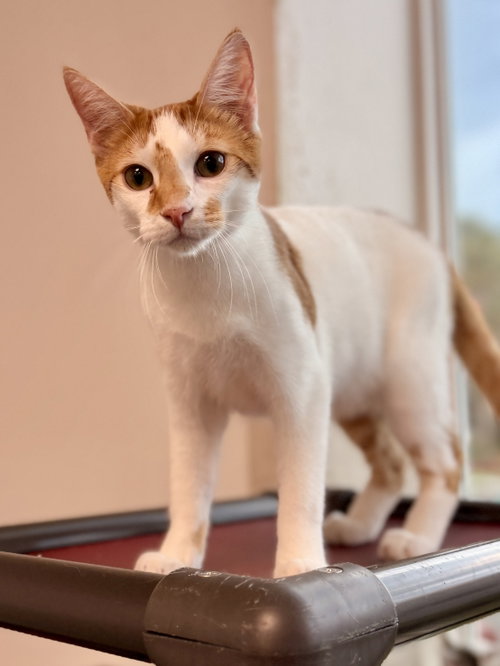 Wakko, a cat for adoption from Pet Rescue By Judy