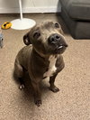 Gracie