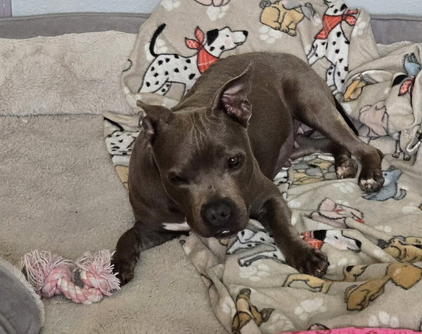 Gracie FH