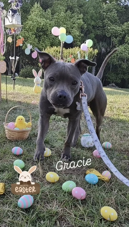 Gracie FH, an adoptable Terrier in Sanford, FL