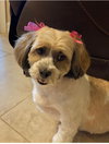 Maggie