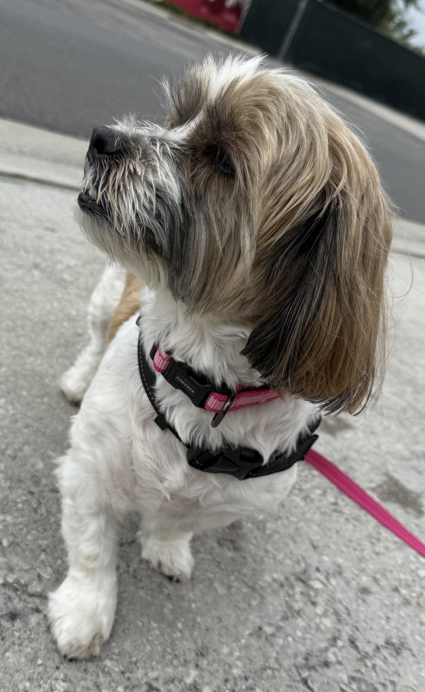 Maggie