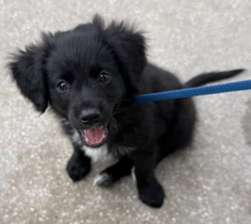 Bear, an adoptable Dachshund in Sanford, FL