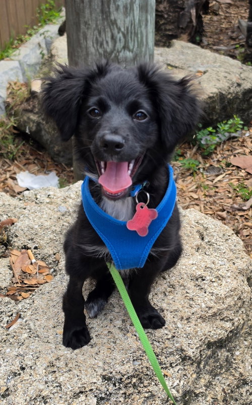 Bear, an adoptable Boykin Spaniel in Sanford, FL