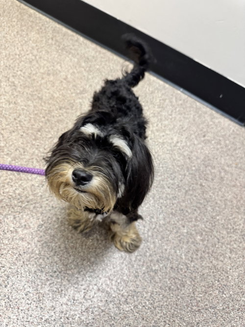 Biscotti FH - Aloft Hotel DTO, an adoptable Shih Tzu in Sanford, FL