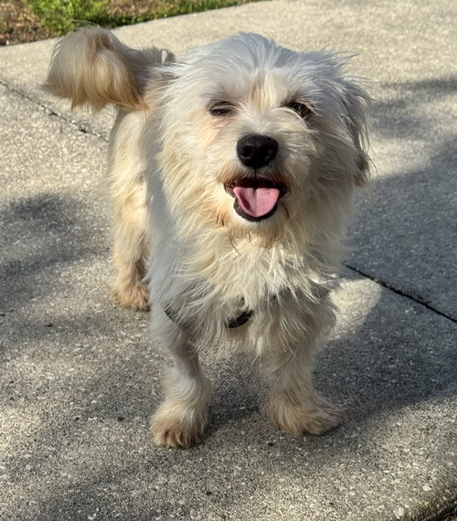 Muffin, an adoptable Shih Tzu in Sanford, FL