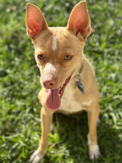 Marley, an adoptable Chihuahua in Sanford, FL