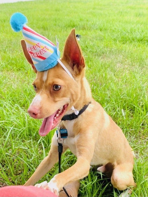Marley, an adoptable Chihuahua in Sanford, FL