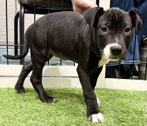 Kate Beckett FH - Aloft Hotel DTO, an adoptable Terrier in Sanford, FL