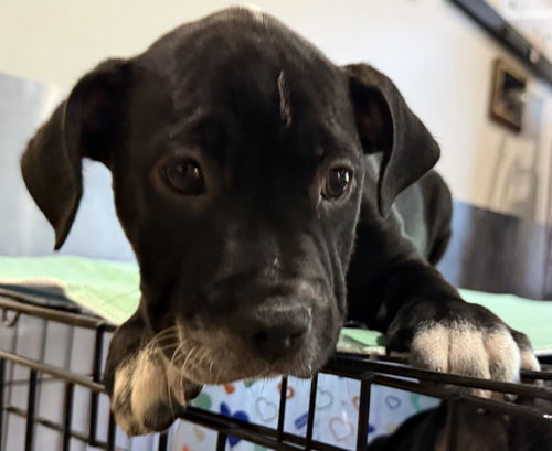 Rick Castle FH, an adoptable Terrier in Sanford, FL